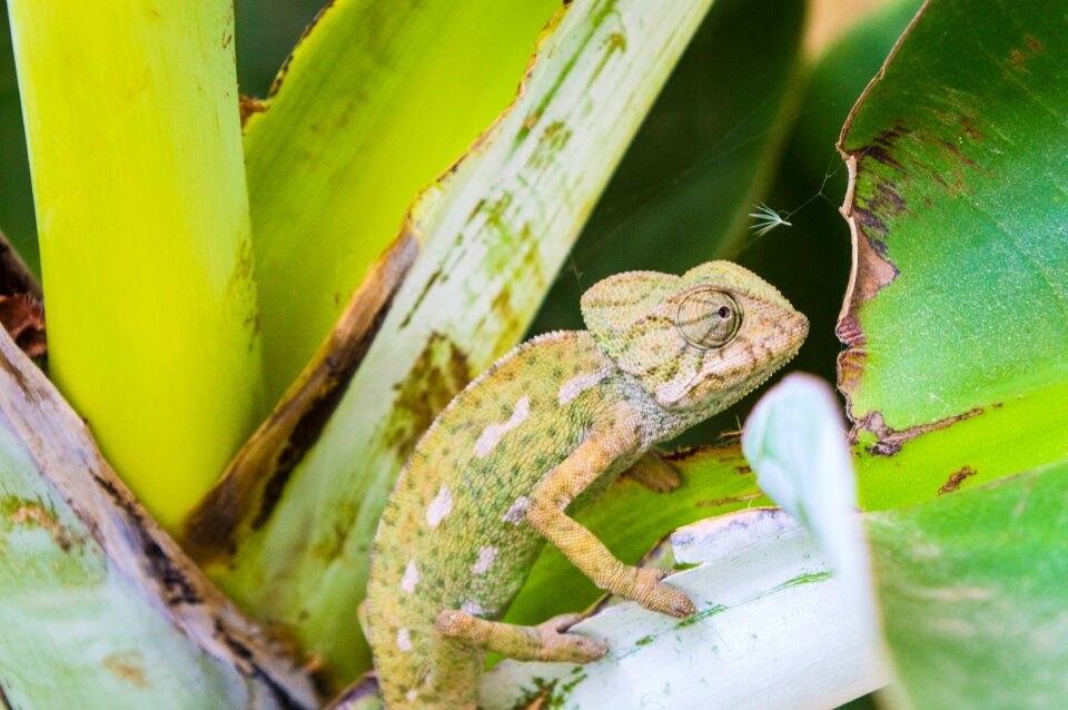 Iguana creature wildlife
