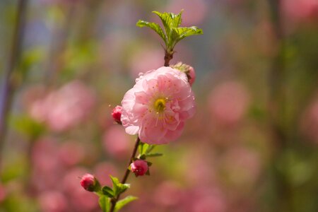 Cherry spring blossom