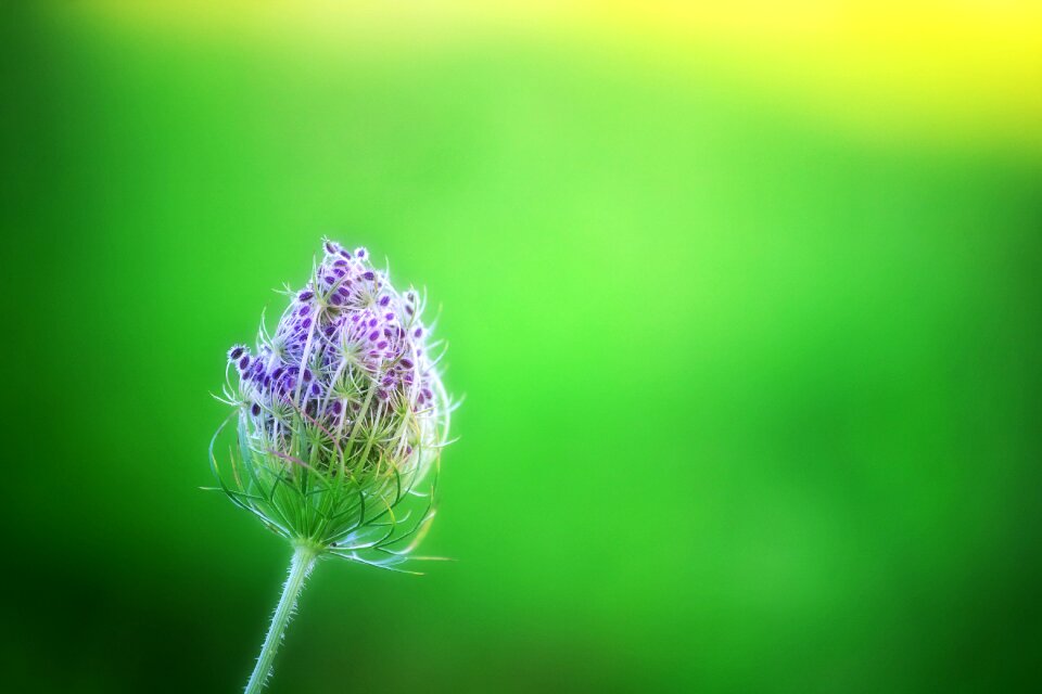 Lilac purple nature
