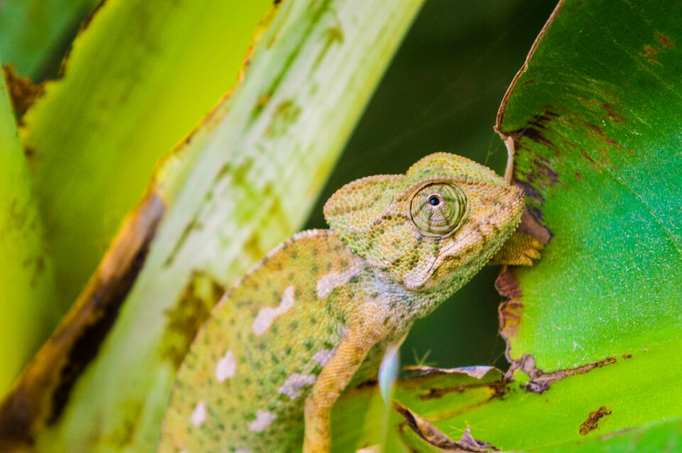 Iguana creature wildlife