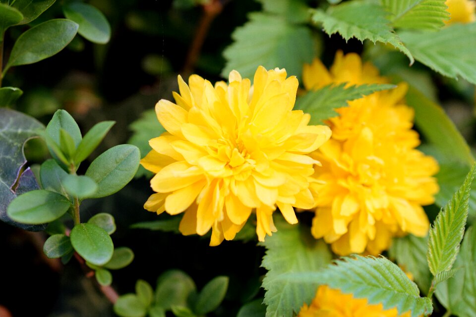 Blossom bloom yellow