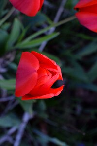 Spring blossom bloom photo