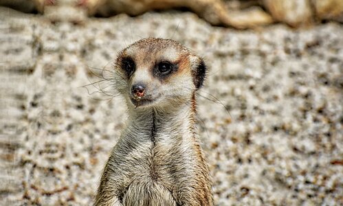 Zoo tiergarten small photo