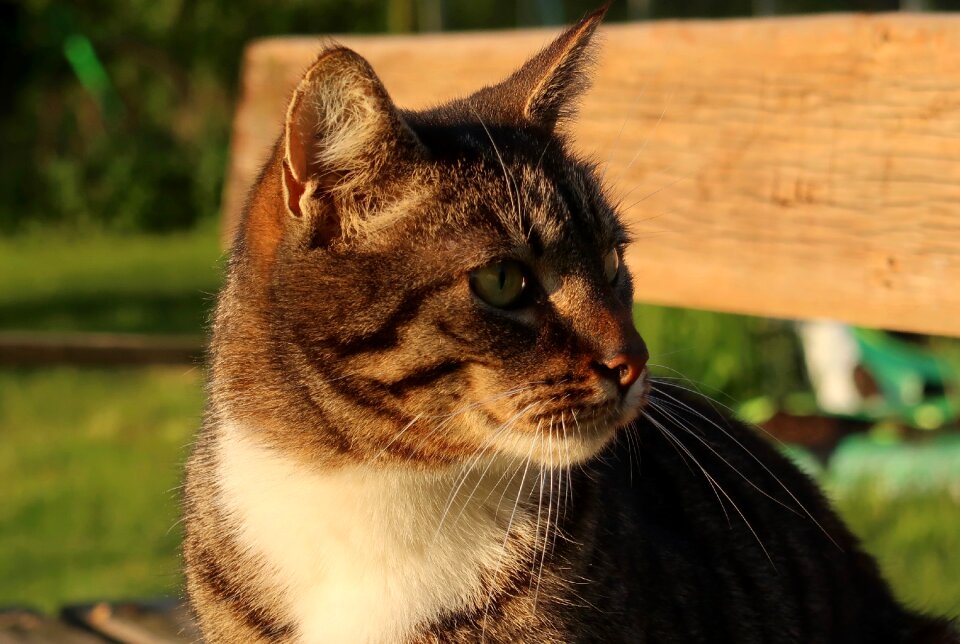 Domestic cat pet animal