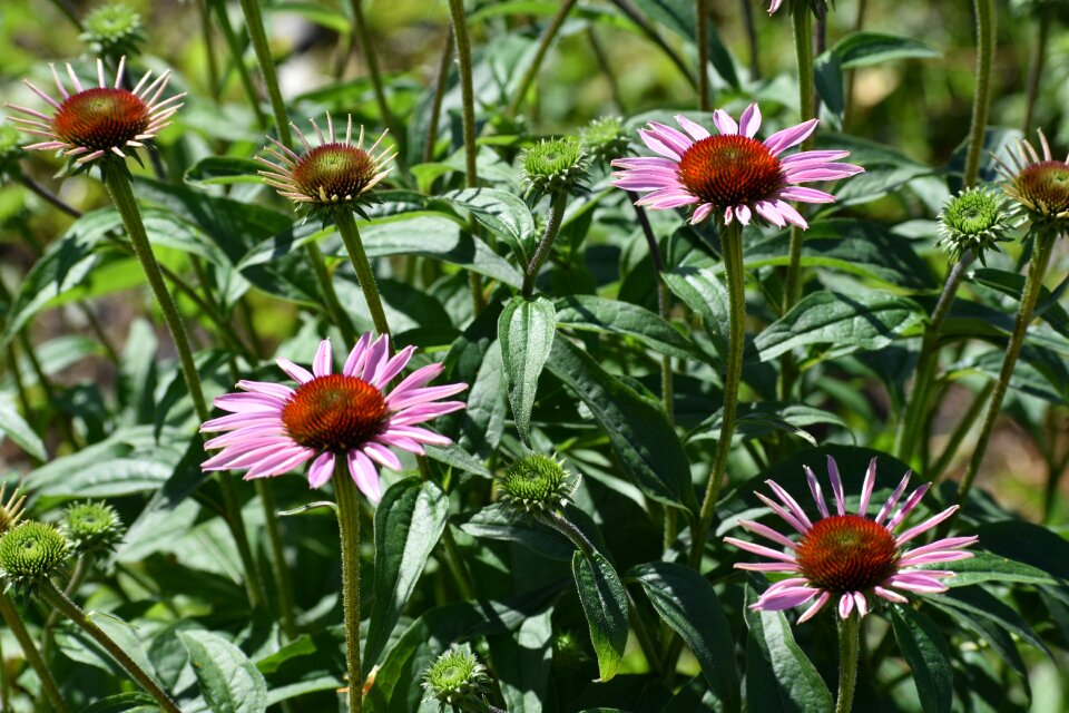 Flowers bloom garden