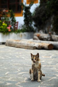 Street olympos karpathos