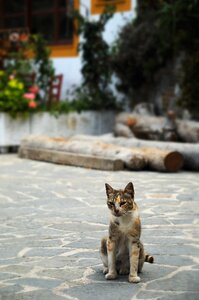 Street olympos karpathos photo