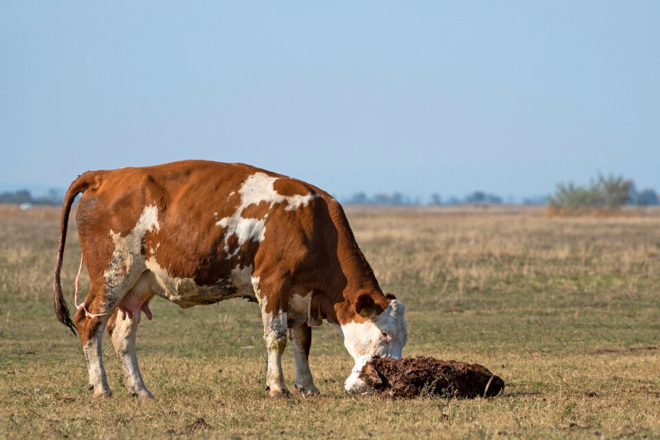 Pasture livestock farm