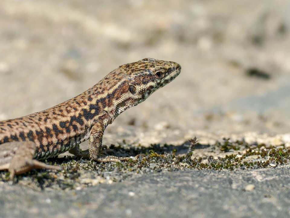 Nature wildlife animal