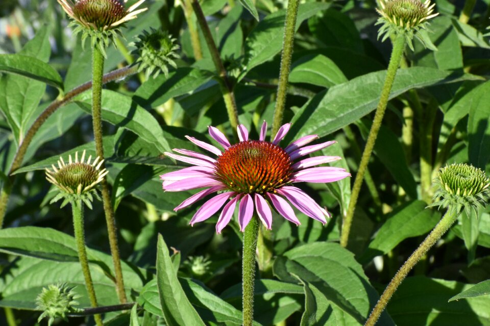 Flowers bloom garden
