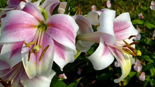 Flora lily beautiful