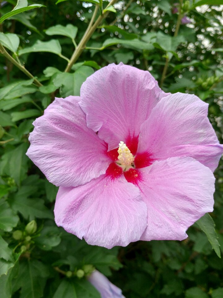 Garden leaf flowering