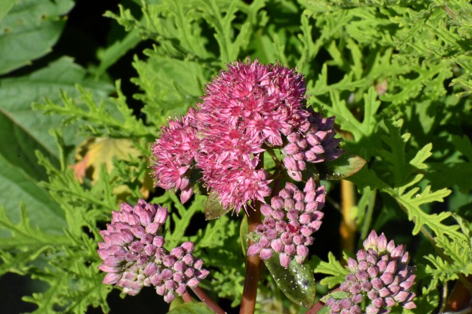 Summer bloom flowers