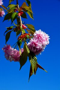 Bloom nature summer