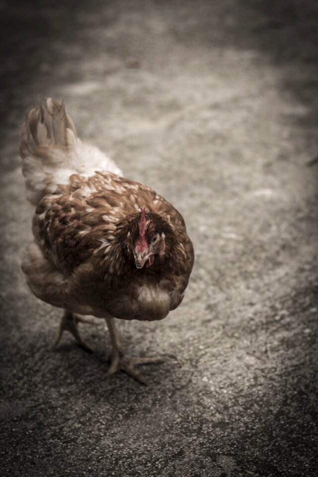 Chicken hens poultry photo