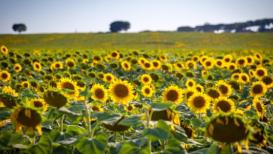 Flower yellow field