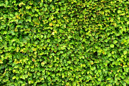 Foliage leaves nature