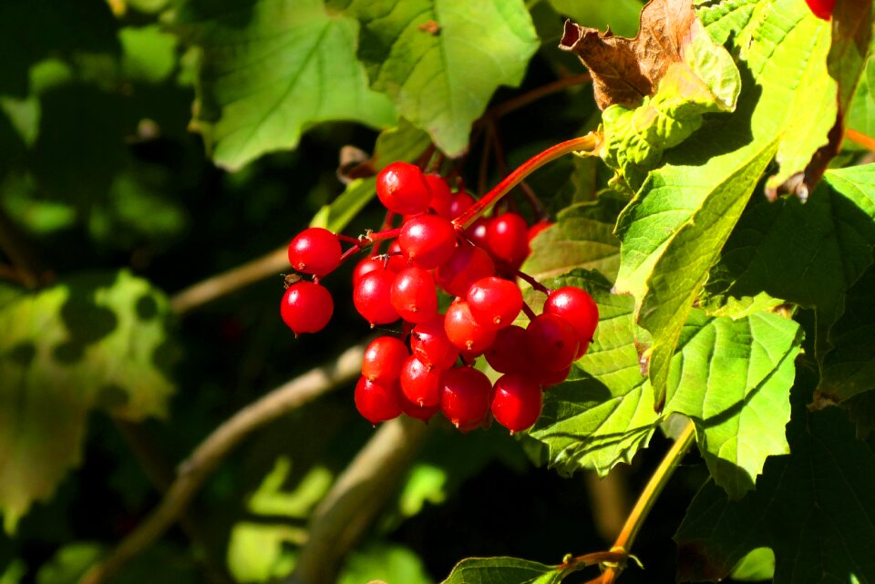 Fruits vegetable ripe