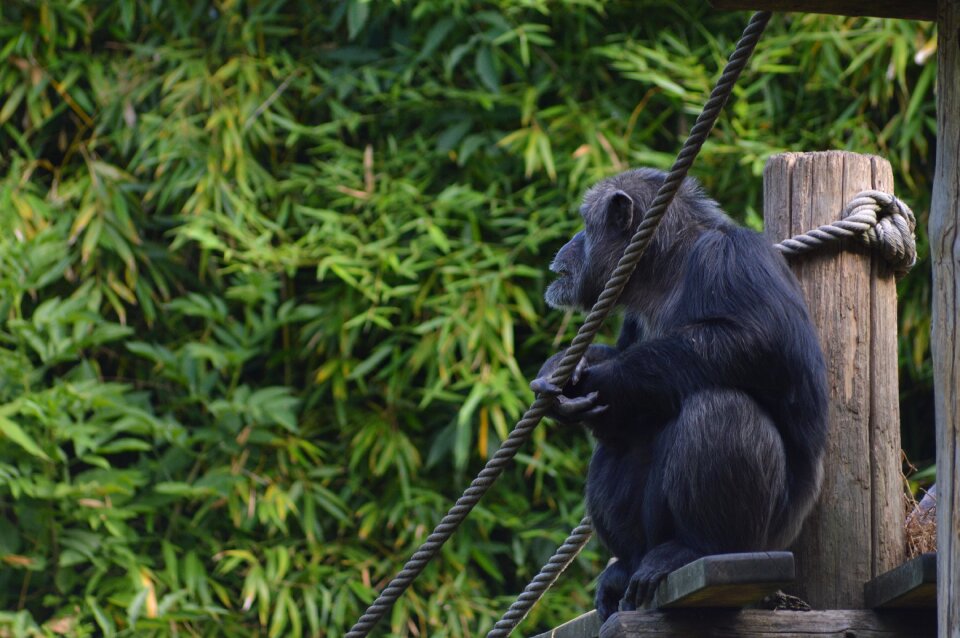 Chimpanzee primate zoo