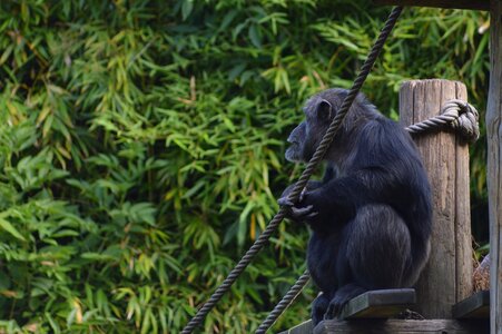 Chimpanzee primate zoo photo