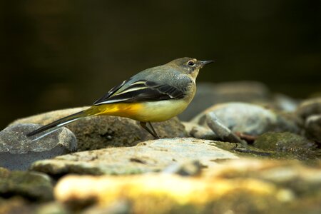 Natura bird water