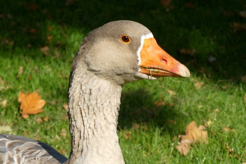 Bird waterfowl plumage