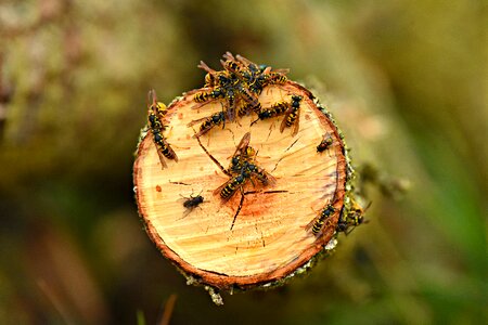 Wood log wasps eating wood