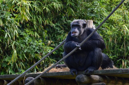 Chimpanzee zoo primate photo