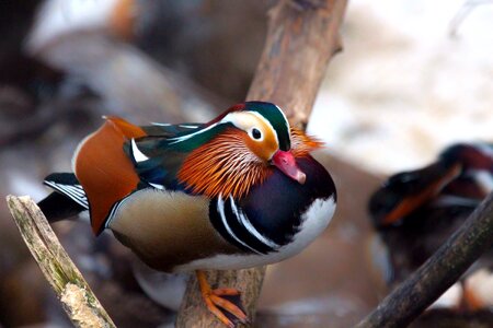 Birds duck mandarin duck animals