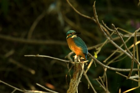 Kingfisher nature branch
