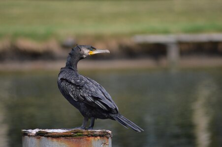 Plumage nature river photo