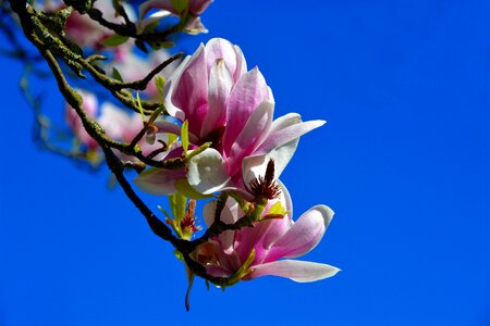 Nature plant garden photo