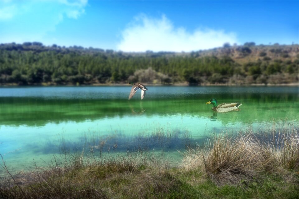 Ducks nature landscape