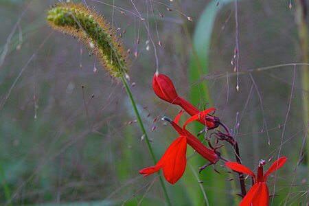 Meadow pointed flower red