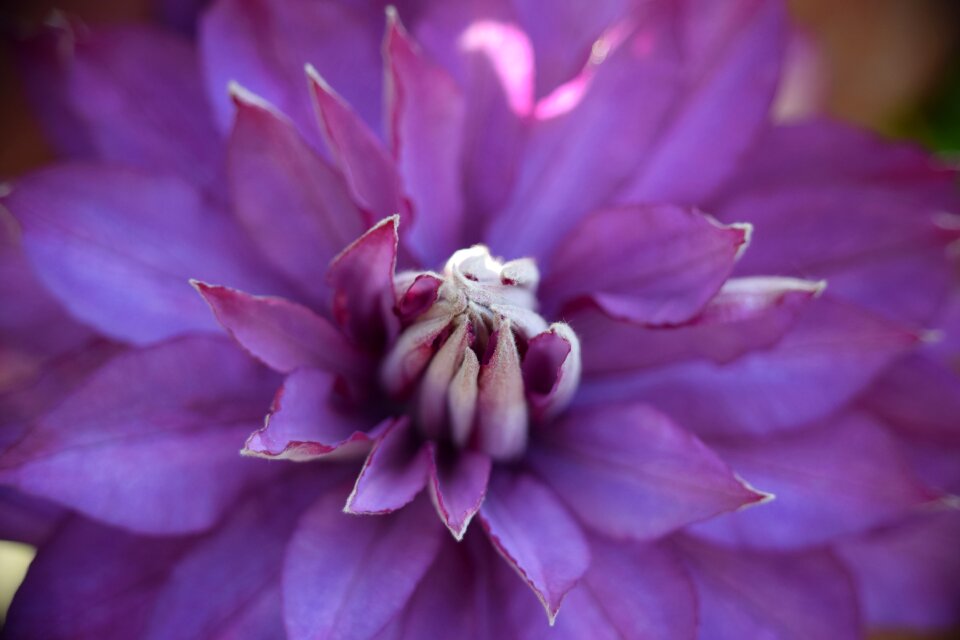 Blossom bloom climber plant