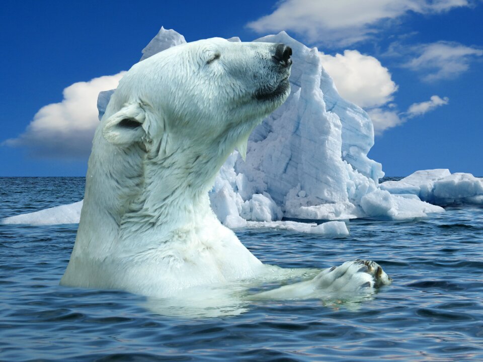 Bear predator ocean