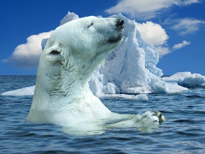 Bear predator ocean photo