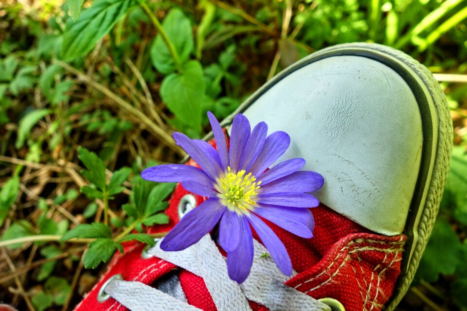 Plant wildflower blossom