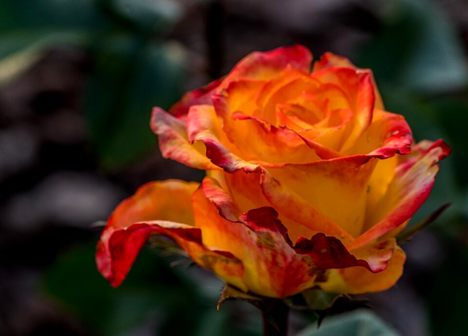 Tea rose flower rose petals
