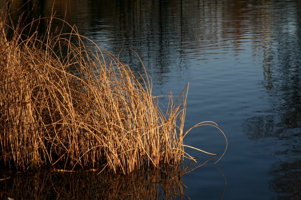 Pond water grass