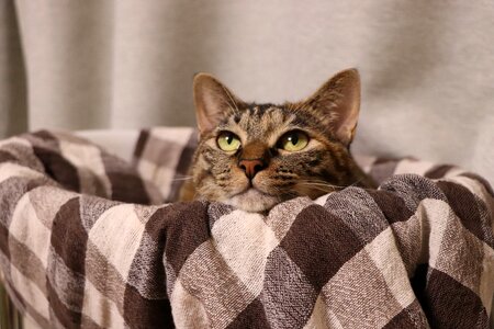Creatures pet kitty