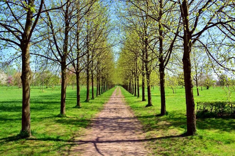 Landscape nature wood