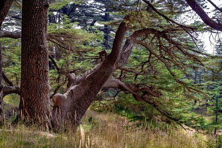 Wood countryside mountain