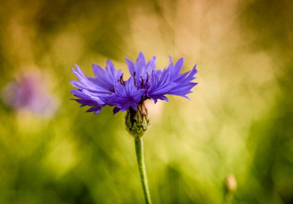 Single blue macro