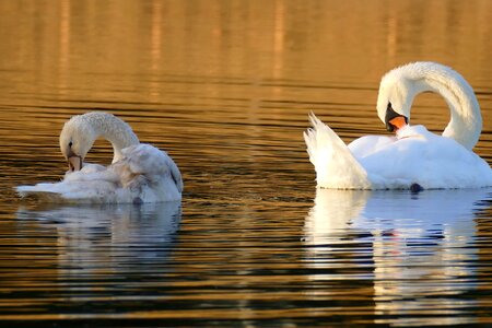 Young swan mute swans evening sun