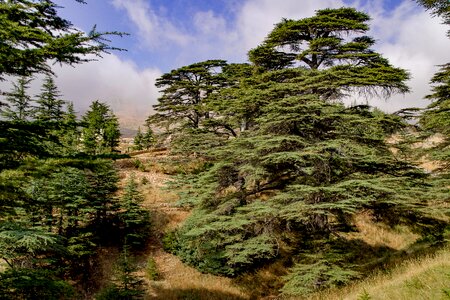Wood countryside mountain