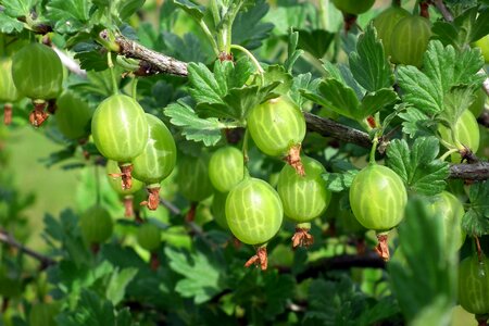 Nature foliage bush