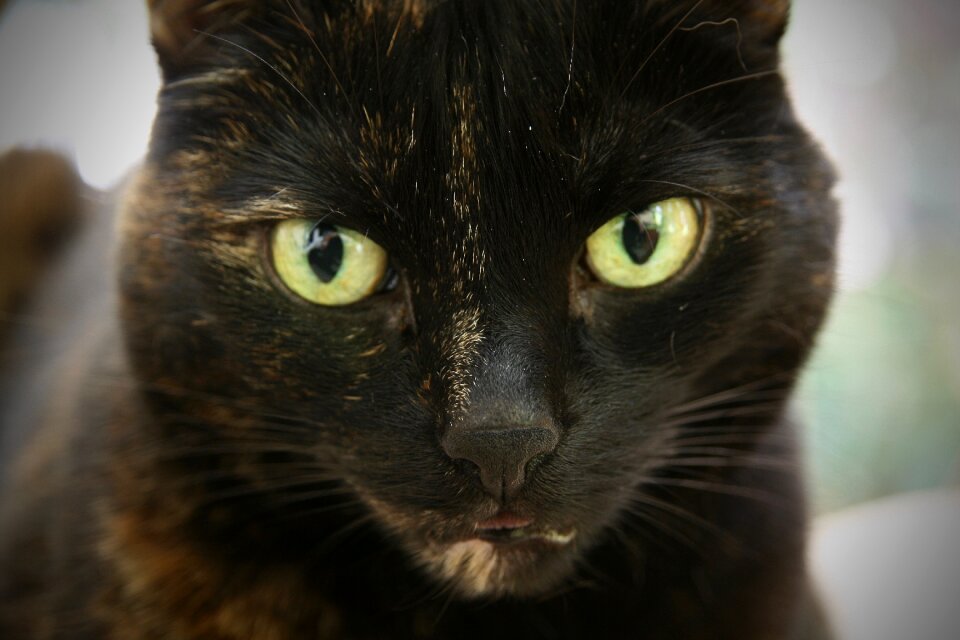 Cat's eyes cat face domestic cat