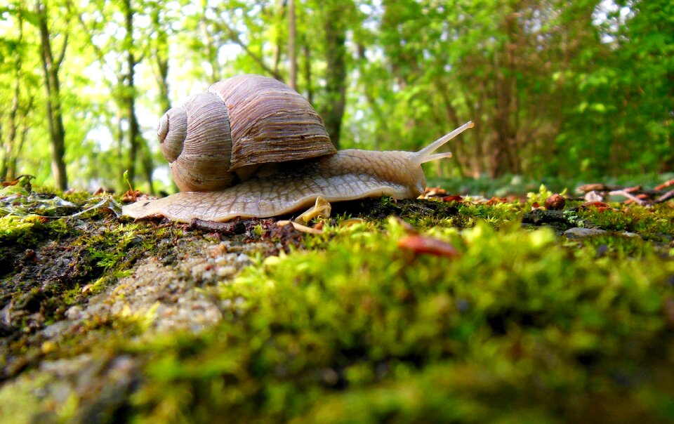 Biology crawl invertebrates