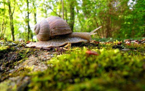Biology crawl invertebrates
